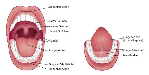 Am zungenband schmerzen Schmerzen unter